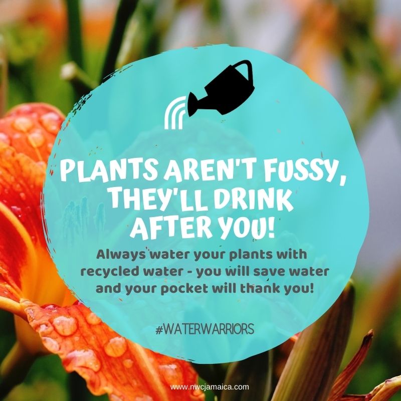 Plants aren't fussy, they'll drink after you! Always water your plants with recycled water- you will save water and your pocket will thank you! #EveryDropCounts #Wasteless #Savemore