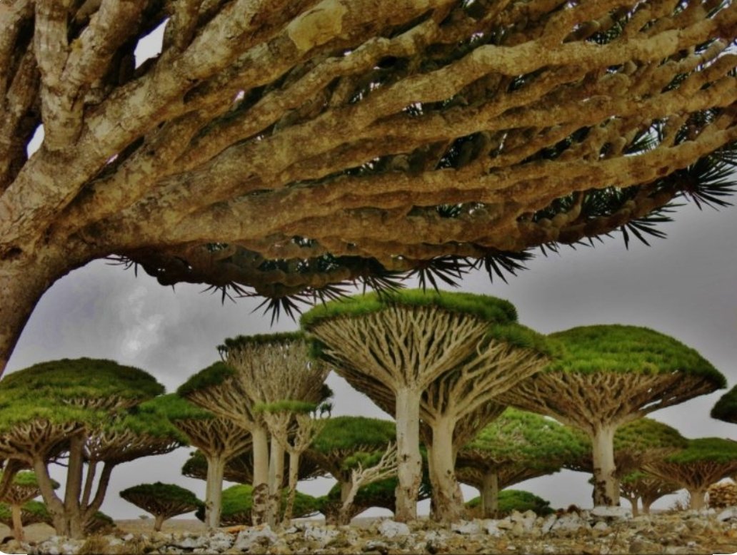 From #Socotra, good evening everyone✋
