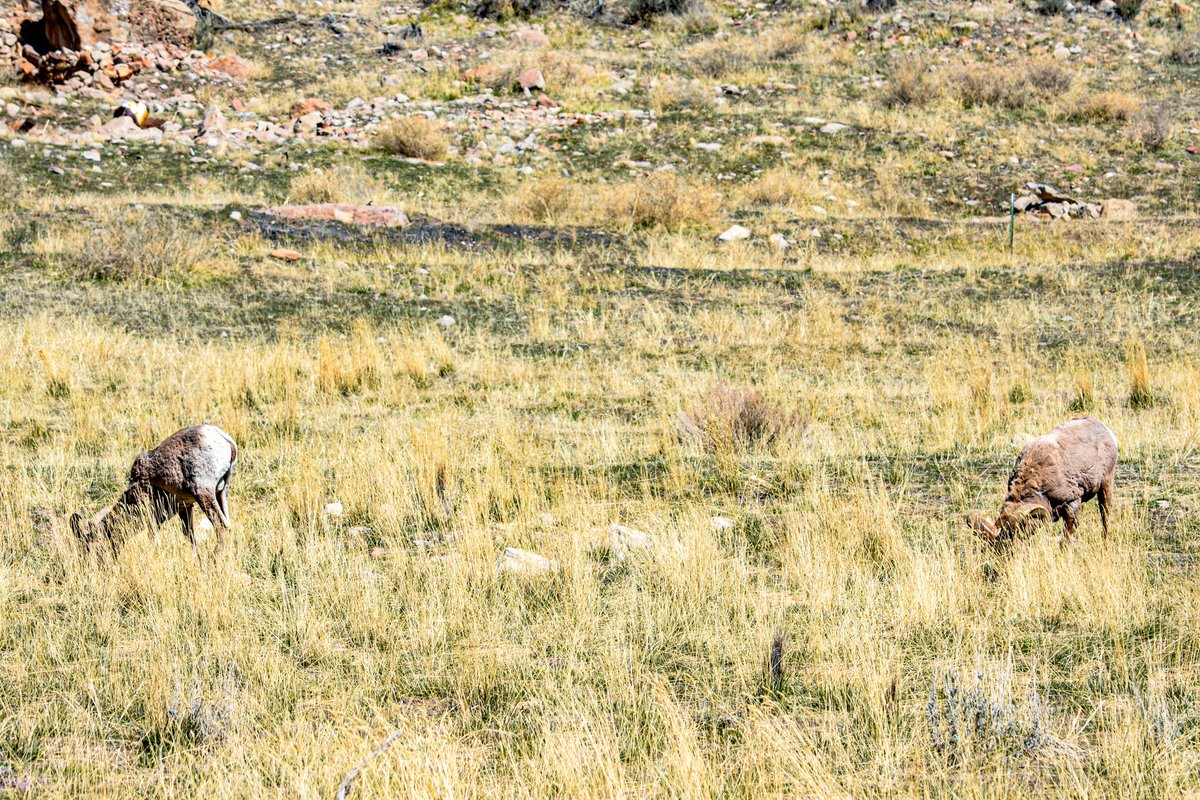 Utah is home to nearly 5,000 Bighorn Sheep, many of which can be seen across your #publiclands. Take as many photos as you'd like, but please respect their space. #WildlifeWednesday Bighorn Sheep (Price Field Office) 📷 by Jeremy T. Dyer, BLM Utah @blmnational @interior