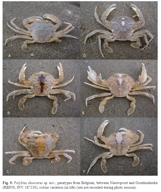 📢Nuevo holotipo en la colección! 🦀Polybius dioscurus, siendo descrita la especie a partir del holotipo colectado en Valdelagrana (Cádiz), y depositado en la @CRUST_IEOCD Gracias a los compañeros del @ICMAN_CSIC @UMACiencias por confiar en nosotras para el depósito del holotipo