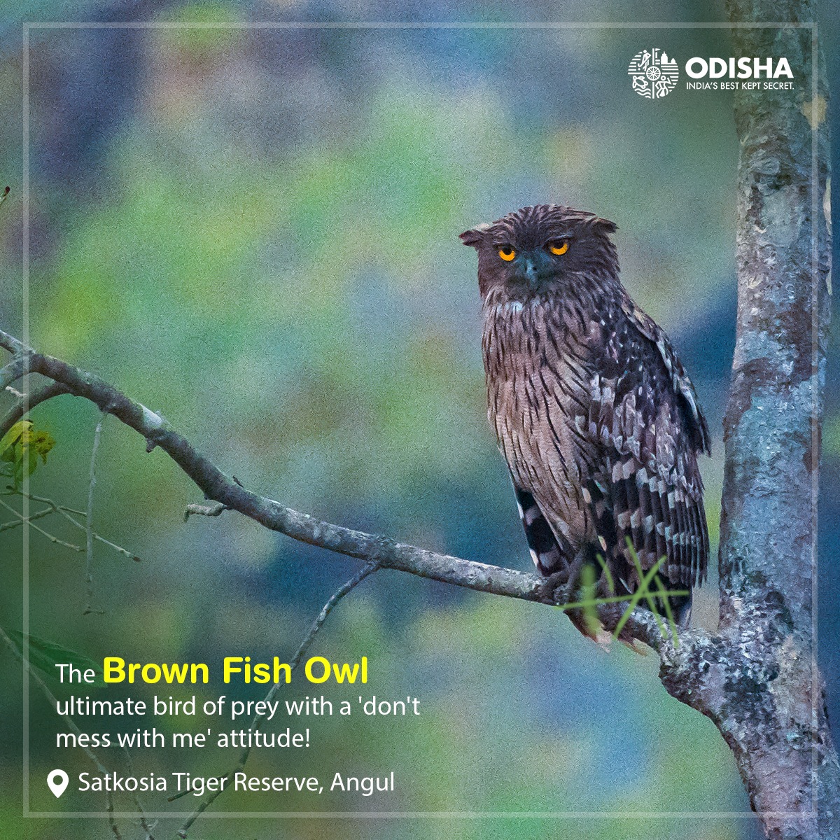 In the verdant depths of the forest, the Brown Fish Owl awaits to captivate you with its gaze. A silent operator through guile & stealth, you can spot it engaged in the pursuit of its favorite prey.

📸 Bibek Bibhupada at Satkosia Tiger Reserve

#BirdsOfChilika #OdishaTourism