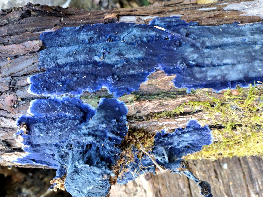 So crusty it's got crust in it's name, new batch of cobalt crust found yesterday 😊 #fungi #macro #nature #wildlife #thephotohour