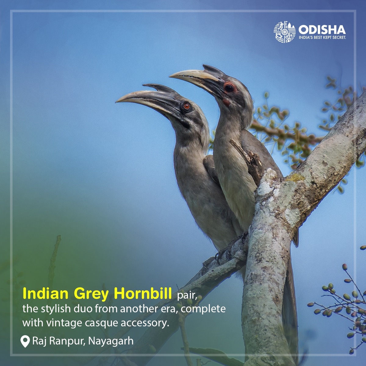 The Indian Grey Hornbill, along with other frugivores, may just be responsible for fostering the green cover in the urban landscape of modern India. Ornithologist call them Nature's Green Engineers.

📸 Bibek Bibhupada in Raj Ranpur, Nayagarh. 

#BirdsOfChilika #OdishaTourism