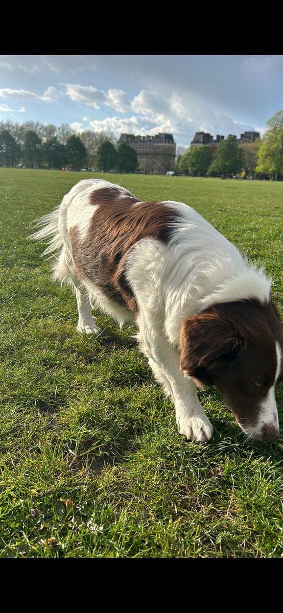 #SpanielHour 🚨URGENT🚨 Hugo missing ran on #tracks at #Wimbledon train depot Road #Sw19 towards #Earlsfield from relatives house. Lives in #Clapham #London #sw4 . Pls call ☎️ sightings asap 07711 807609 TY @JacquiSaid @thedogfinder @RachaelB100 @BitofDecorum @juliagarland73