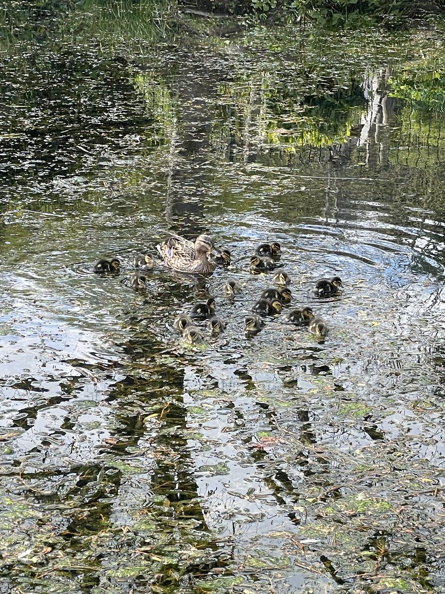 First ducklings of the year in Priory Park.