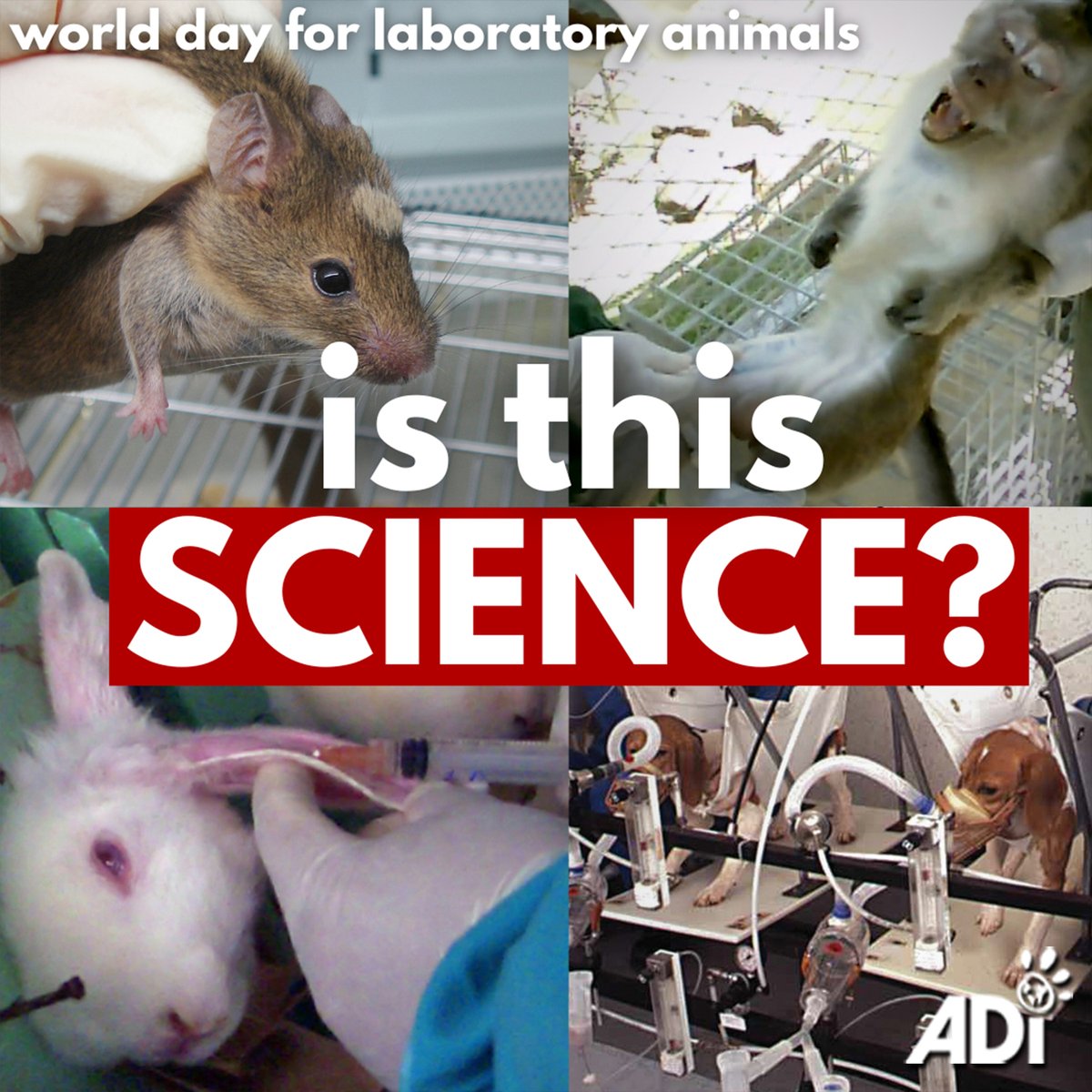 Worldwide, over 115 million animals are used in research and testing. They are force-fed products, infected with disease, burnt, blinded, electrodes are implanted into their brains, and more. This #WorldDayforLaboratoryAnimals, help highlight that it doesn’t have to be this way.