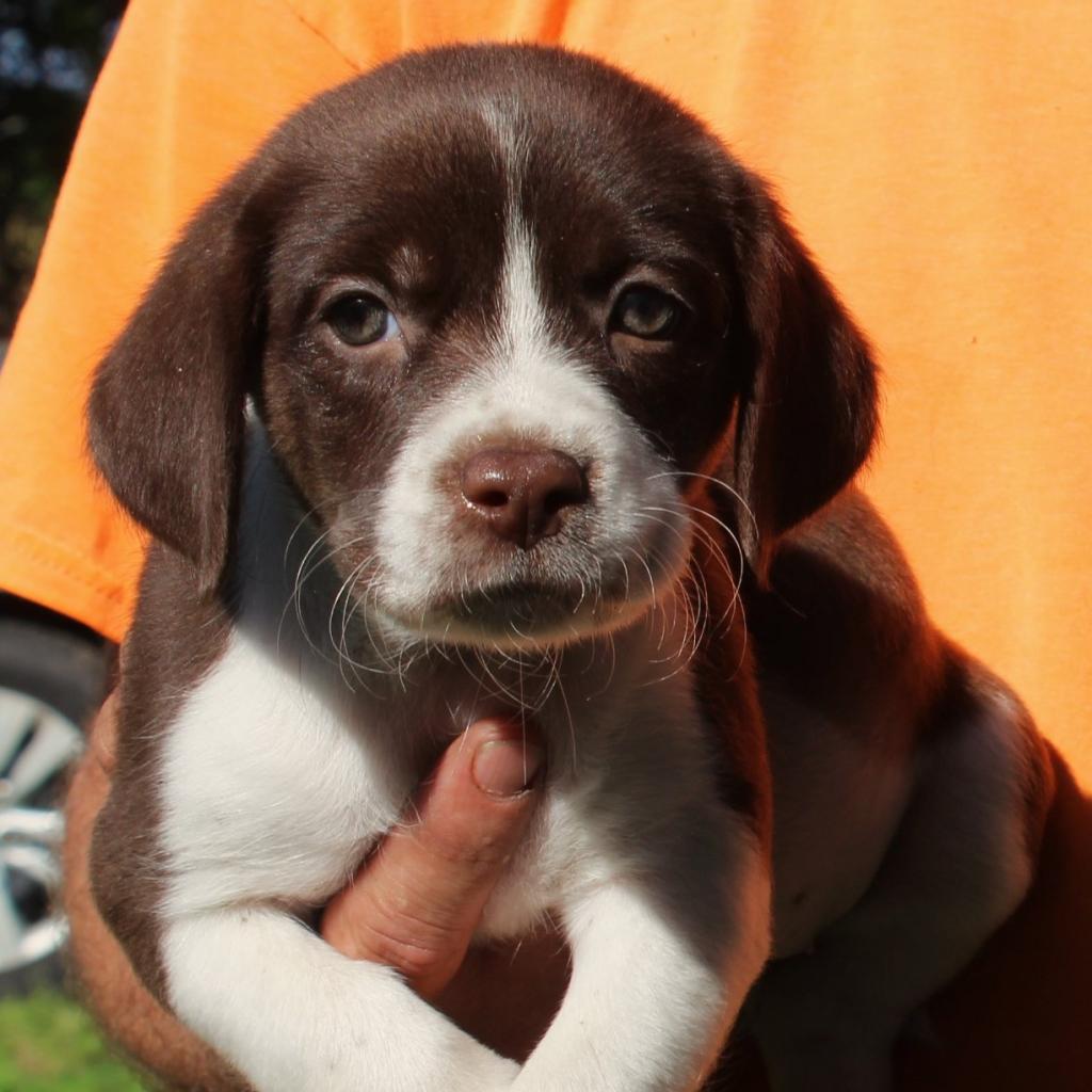 We've got puppies galore at Pets Alive, including this little Beagle mix named Daphne! Come meet our adoptables and find your new forever friend!