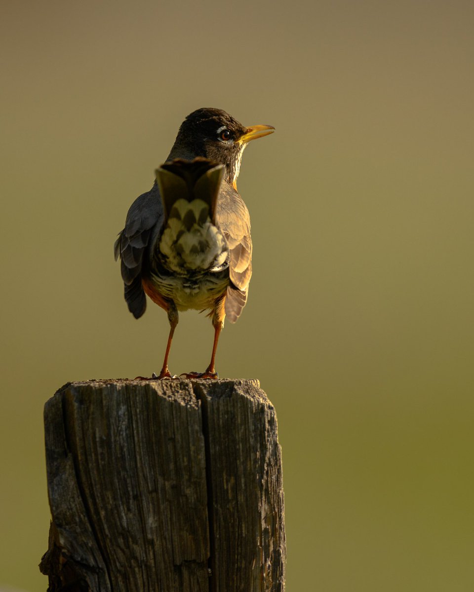 AcmeHuntingGear's tweet photo. #birdbutt https://t.co/KxXFx8GWRM