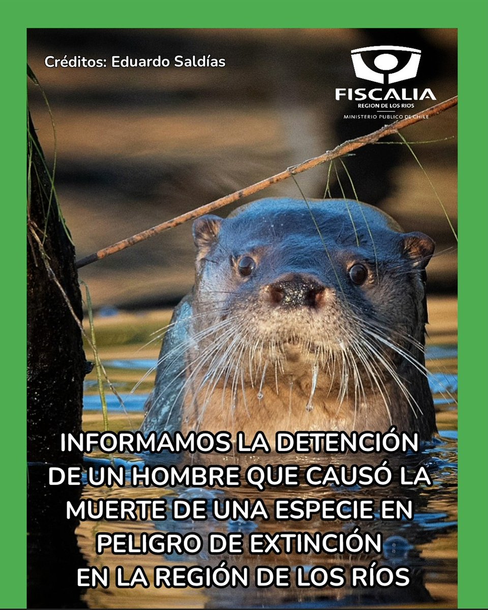 🔵La Fiscalía de #LosRíos formaliza hoy a imputado que cazó con un arma de fuego en #LaUnión a un huillín, especie protegida en Chile y en peligro de extinción. El hombre que causó su muerte fue detenido anoche durante una fiscalización conjunta entre <a href="/CarabLosRios/">Carabineros Región de Los Ríos</a> y <a href="/Sernapesca/">Servicio Nacional de Pesca y Acuicultura 🇨🇱</a>.
