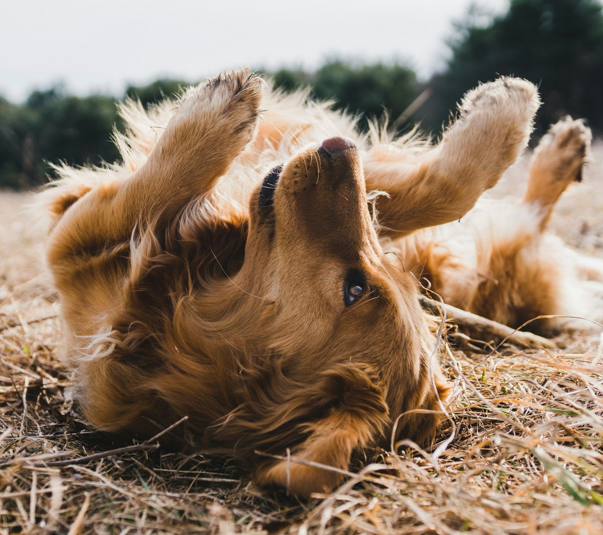 April is National Heartworm Awareness Month! 🐾 Protect your furry friends from heartworm disease with regular screenings and preventative measures. Schedule your pet's check-up today! ❤️🐶 #HeartwormAwareness #PreventativeCare #OakhurstVet