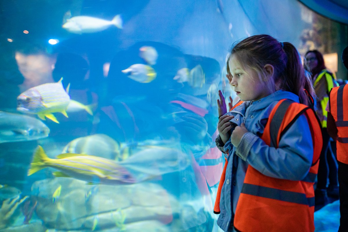 TWO weeks until Schools Explorers Week! 🎉 Join us from May 1st for an unforgettable marine adventure at @NMAplymouth, with interactive trails and hands-on learning! Secure your spot now for an experience your students won't want to miss! bit.ly/3Ugc1Cy