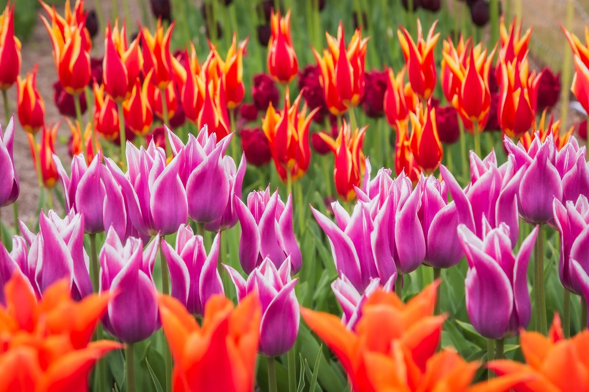 Fantastic Display of tulips at RHS Wisley @The_RHS @RHSWisley #Tulips