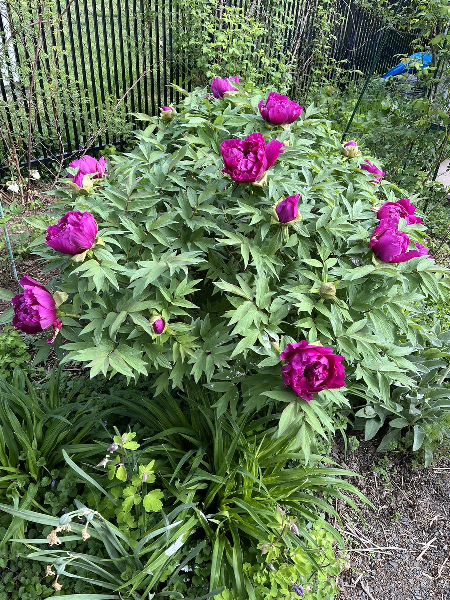 Today’s joy: The Tree Peony ‘Shimadaijin’ an imperial peony from Japan; vibrant magenta color, delicate flower, and a light spicy sweet scent.
#inmygardentoday #paeonia #paeoniasuffruticosa