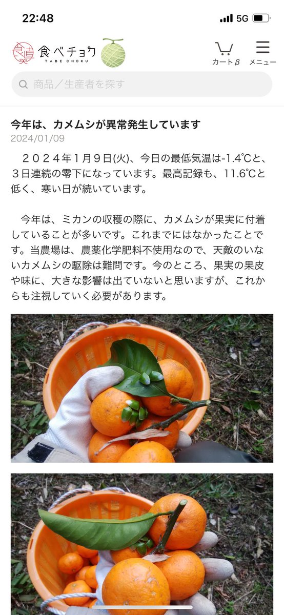 悲報💦今年もカメムシが大量発生らしい😭
本日帰宅したら玄関前に2匹いましたが、この殺虫剤でコロリしました😎