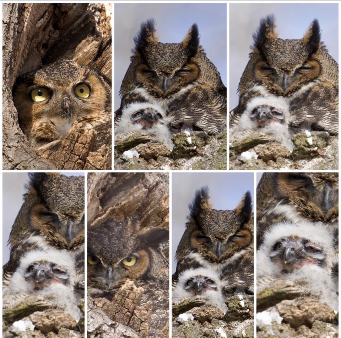 Good morning. Two Great-horned Owl babies in their nests in St Paul, MN from just days old in March, to 4 weeks old in mid-April. Causing a stir! Photo by dedicated birder Michele Frisch. #nature #birds