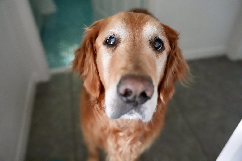 This is his 'do you have an egg for me???' face 🥚