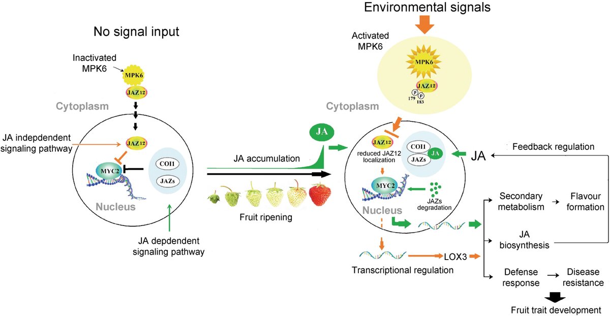 Dreaming of🍓#strawberry season? In a new study, Wang et al. reveal a previously unreported #JA #signaling mechanism AND decipher a signaling cascade linking multiple signaling inputs with #fruit trait #development. doi.org/10.1111/jipb.1… @wileyplantsci #JIPB #PlantSci