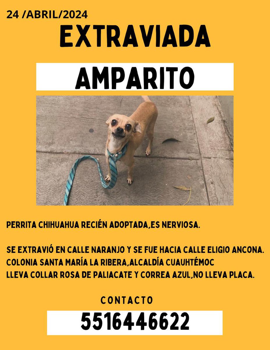 ¿Amigos nos ayudan a compartir muchísimo?
es rescatada de una amiga y se les extravió a sus adoptantes en la prueba de adopción hoy a las 6:30 a.m 
En Alcaldía Cuauhtémoc,colonia Santa María la Ribera.
Es tímida y nerviosa.
Ciudad de México