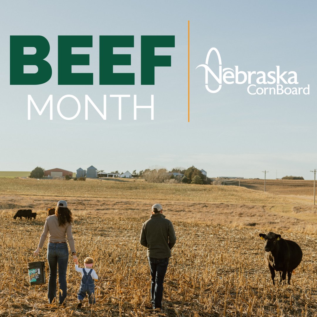NECornBoard's tweet photo. May is Beef Month in Nebraska!

With 12% of Nebraska's corn crop being used for cattle feed, we are proud supporters of the beef industry! Join us in celebrating by cooking some tasty beef this month! #NECorn #Beef https://t.co/c0OrECNime