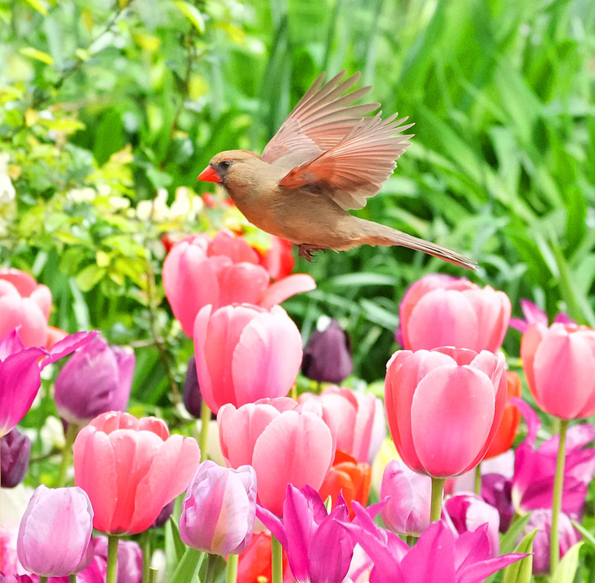 Female Cardinal and Tulips.
Shakespeare garden, Central park.

#birdcpp #birdsinflight #tulips  #femalecardinal   @BirdCentralpark