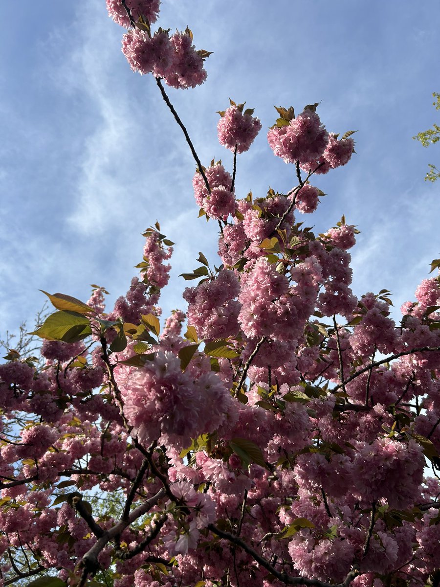 king elisabeth tweet media