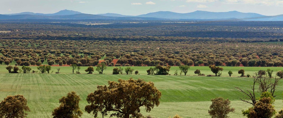 Interesante libro coordinado por F. García Fitz. Libre descarga cortesía de <a href="/SEEM_Medieval/">Sociedad Española de Estudios Medievales - SEEM</a>:
«La Historia peninsular en los espacios de frontera: las Extremaduras históricas y la Transierra (siglos XI-XV)».
📚 👇 medievalistas.es/2-la-historia-…