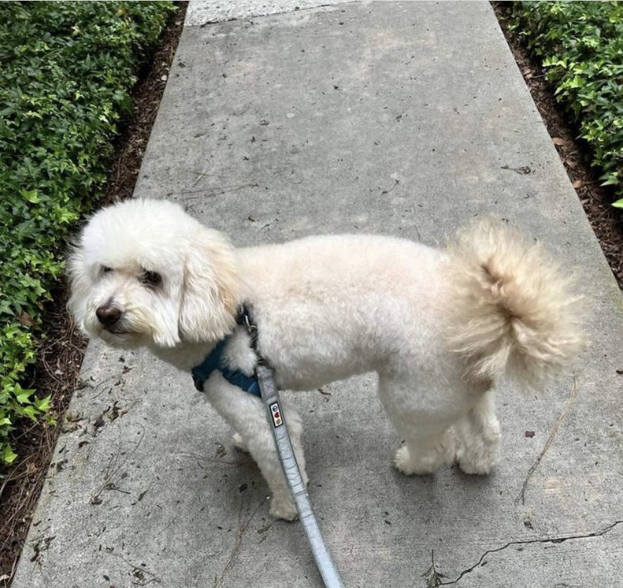reikifurbabies's tweet photo. Itβs been a minute since we checked in with Bella and Harvey. Time for #reiki #animalreiki #reikifordogs #animalcommunication https://t.co/FuSIN3h3yY