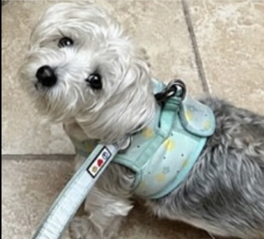 reikifurbabies's tweet photo. Itβs been a minute since we checked in with Bella and Harvey. Time for #reiki #animalreiki #reikifordogs #animalcommunication https://t.co/FuSIN3h3yY