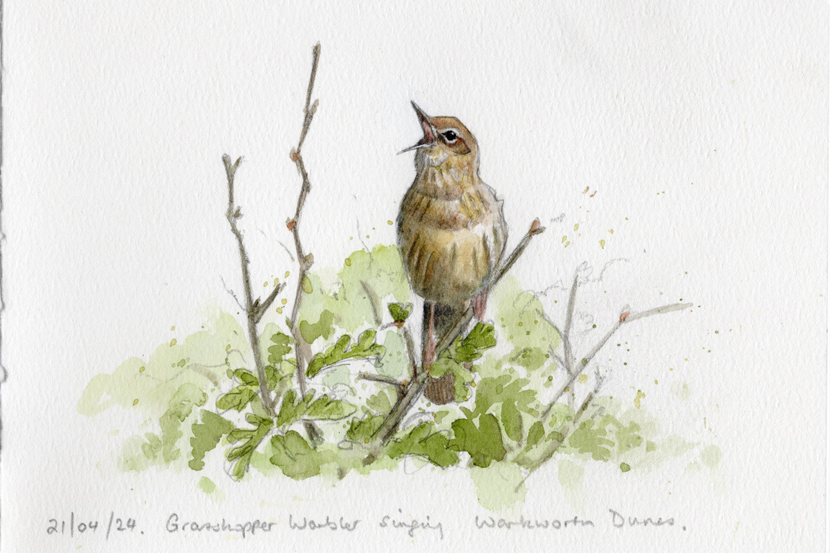Grasshopper Warbler for the notebook from a poor distant image I took on Sunday... #Northumberland #Birdart #Birdsketching #Notebook