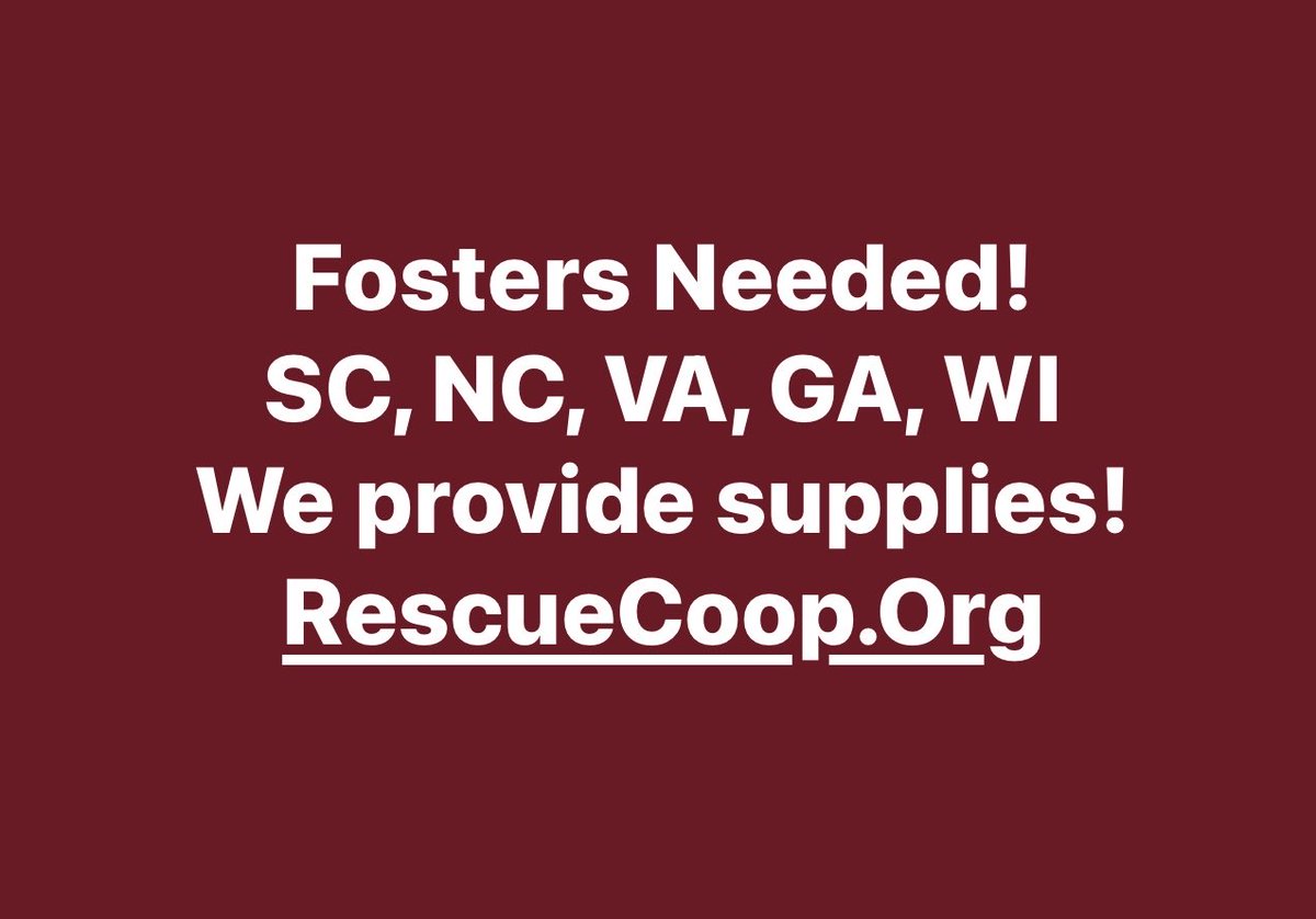 Pals!!! We need a few fosters…the COOP is full with frens I committed to when mom was outta town 🤭! Other states possible…we have a variety of pups in need of temporary love!