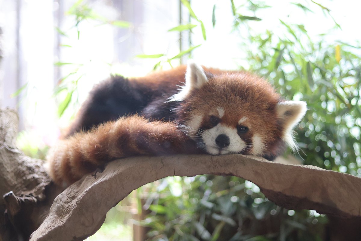 おやすみなさい💤
20240424 wed
#ズーラシア #zoorasia #よこはま動物園
#レッサーパンダ #ヒナギク #redpanda