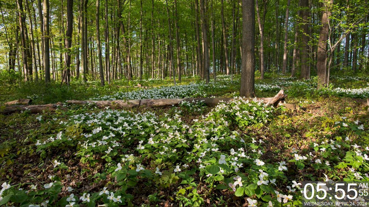 Today's Daily Wallpaper Refresh from Bing

Hey, how's it growing today?  White trilliums blooming in Ontario, Canada

bit.ly/3PfdwgI

#TodayForWindows #freedownload #tryitforyourself #imageoftheday #pictureoftheday #wallpaperoftheday