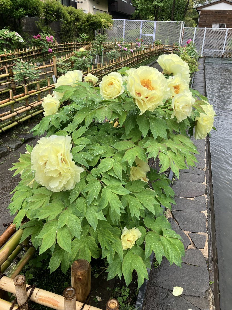 でんでん tweet media