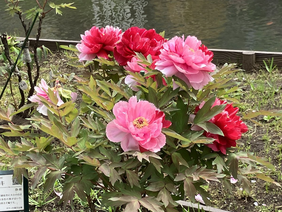 でんでん tweet media