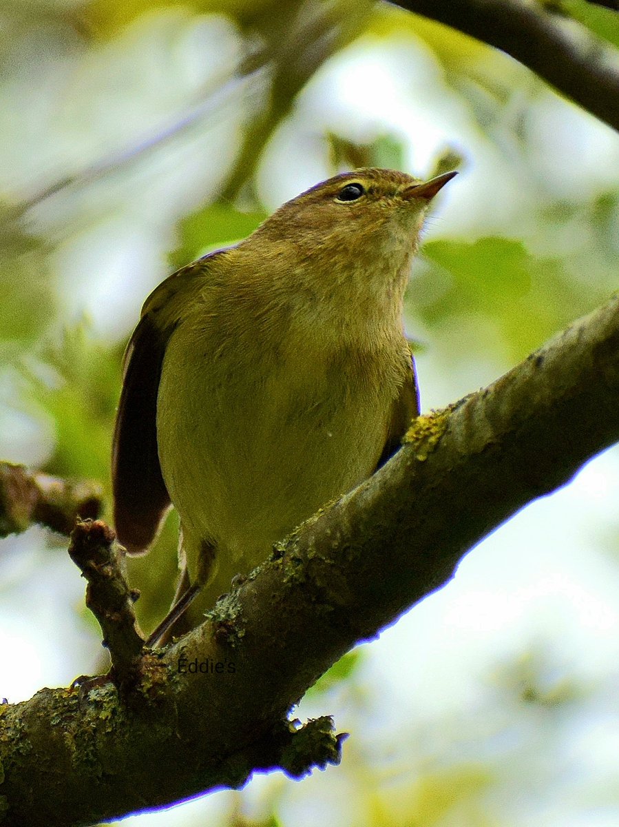 It's a Chiffchaff in It's usual place high up in the canopy.