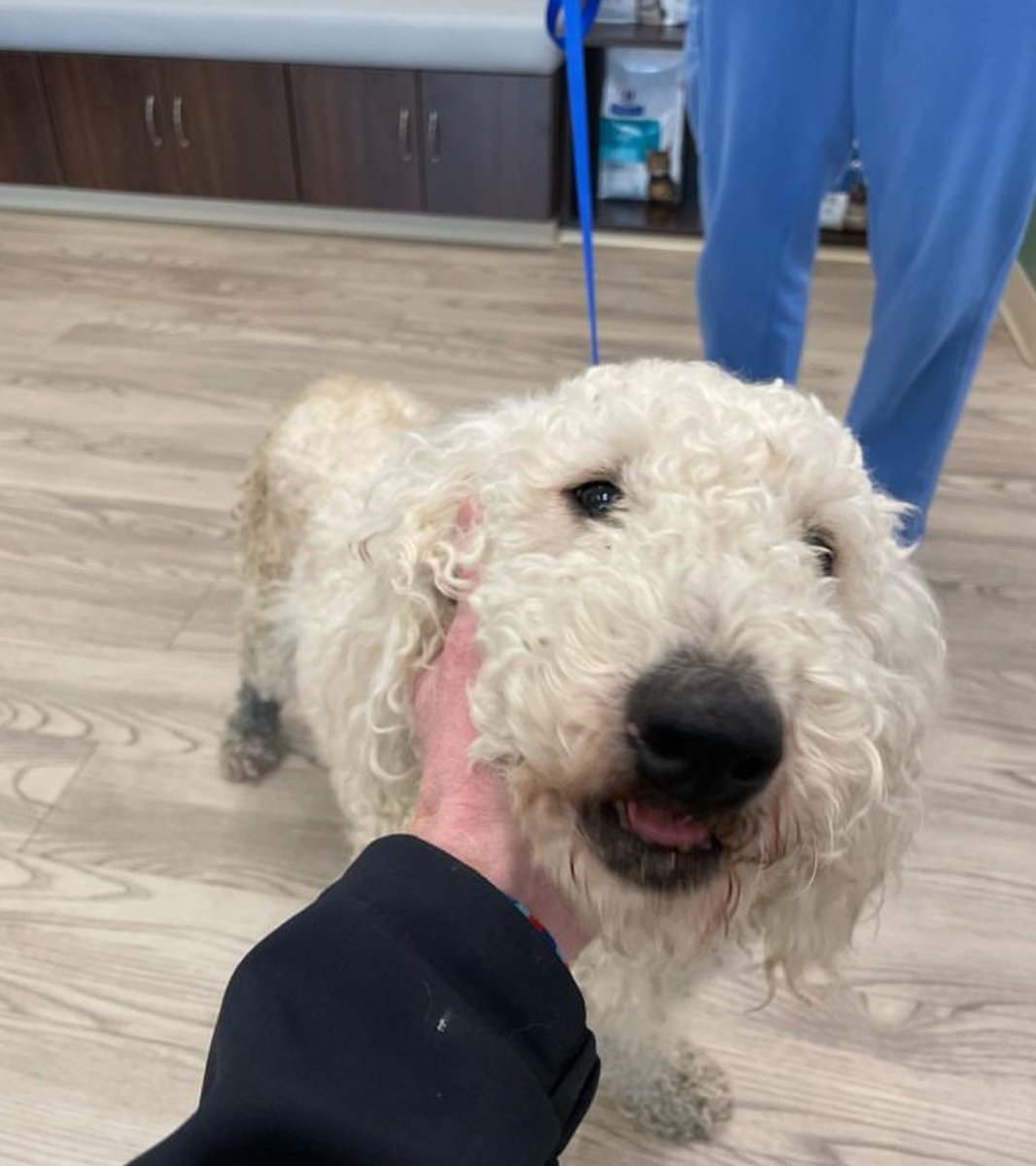 BrooklineMAPD's tweet photo. Where’s my family? This lovely lady was found on Jamaica Rd in Brookline on 4.23.24 and looks like she’s been on the the run for a couple of days. If you recognize her Brookline Animal Control Unit is asking you to call them at 617.212.4088. Thank you! #lostdog #brookline #bpd https://t.co/IwPXmbTVrr