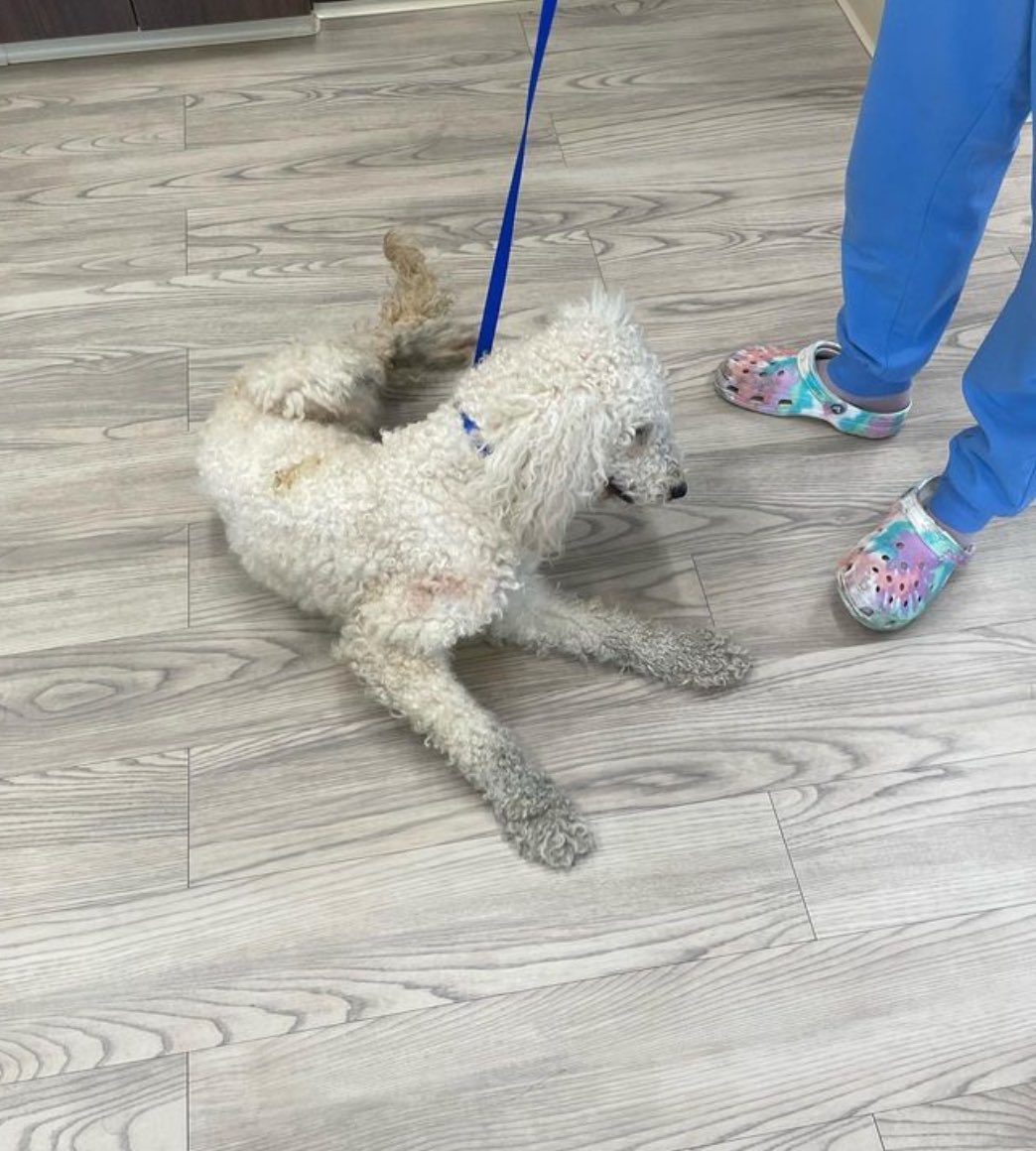 BrooklineMAPD's tweet photo. Where’s my family? This lovely lady was found on Jamaica Rd in Brookline on 4.23.24 and looks like she’s been on the the run for a couple of days. If you recognize her Brookline Animal Control Unit is asking you to call them at 617.212.4088. Thank you! #lostdog #brookline #bpd https://t.co/IwPXmbTVrr