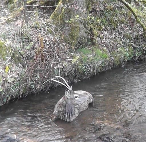 After being chased to complete exhaustion, the stag stopped running shortly before 5pm. He went into the river west of Twitchen, near Ball Bottom Bridge, and turned to face the cowardly gunman. (11/21)