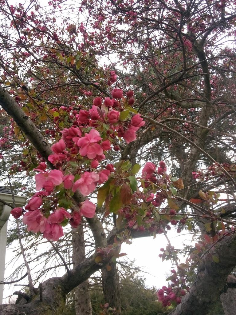 Do you like the Flowering Crabapple tree in the Spring??