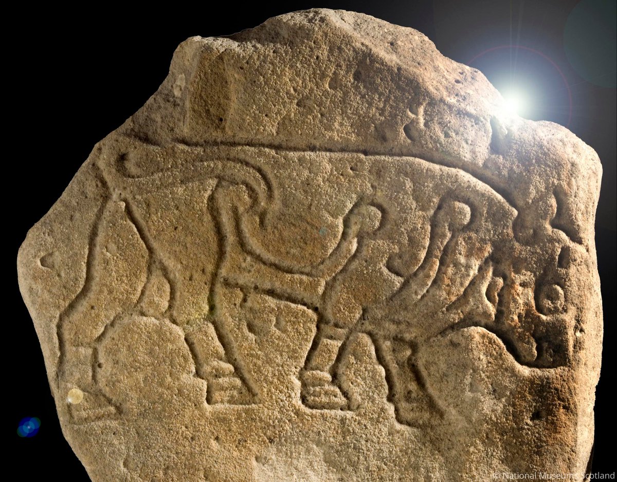 In the 19th century, 1,400-year-old bull carvings were found at Burghead in Moray, once the home of a huge Pictish fortress 🐂 According to @NtlMuseumsScot, theories to explain their significance include 'religious, territorial emblems or clan totems': digitscotland.com/scottish-artef…
