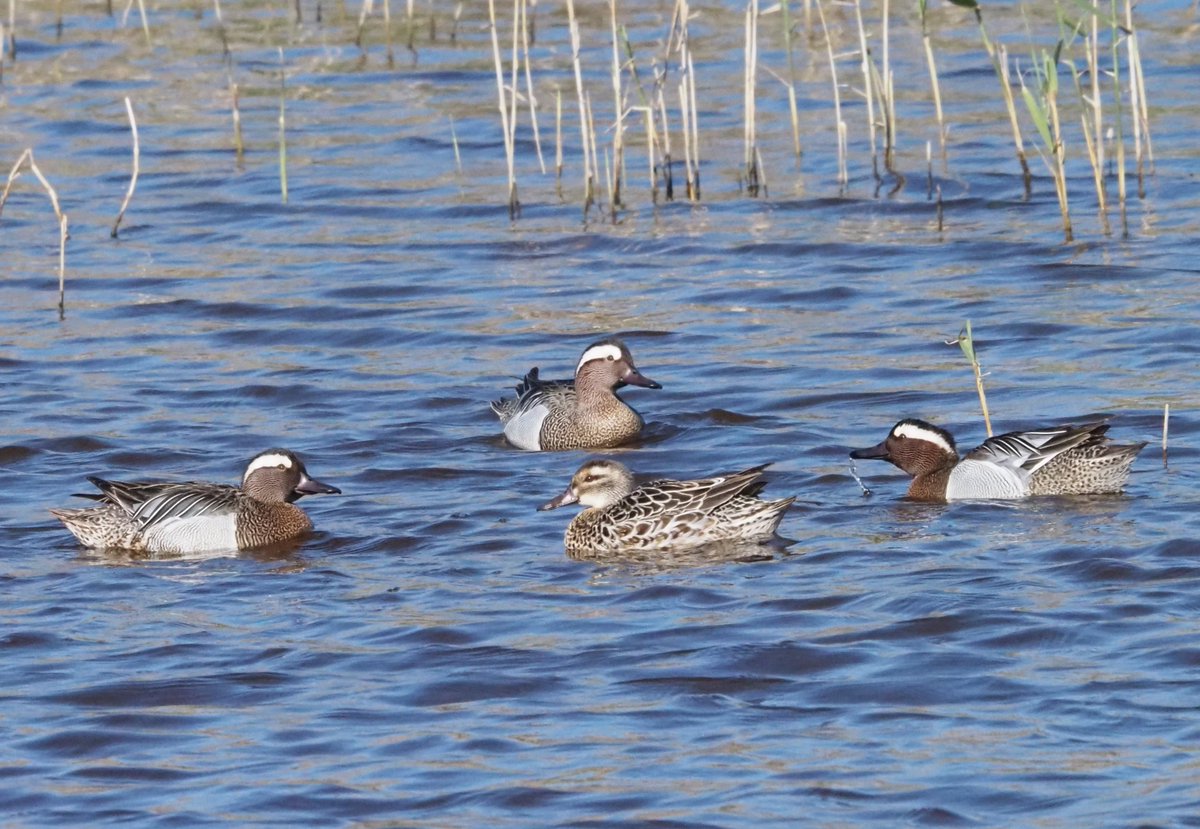 BCNbirding tweet picture