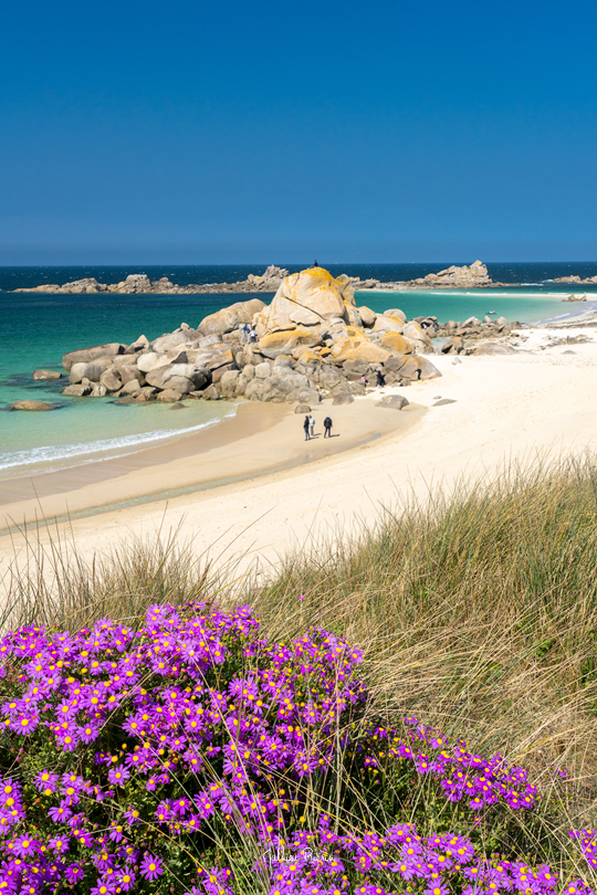 𝑷𝑨𝑹𝑨𝑫𝑰𝑺 𝑷𝑬𝑹𝑫𝑼 𝑫𝑬 𝑩𝑹𝑬𝑻𝑨𝑮𝑵𝑬 En cette fin Avril, la côte Nord Finistérienne se pare de ses plus belles couleurs avec des dunes violettes, une eau turquoise, un ciel bleu profond et du sable blanc si fin et caractéristique de ce paradis de Bretagne.…