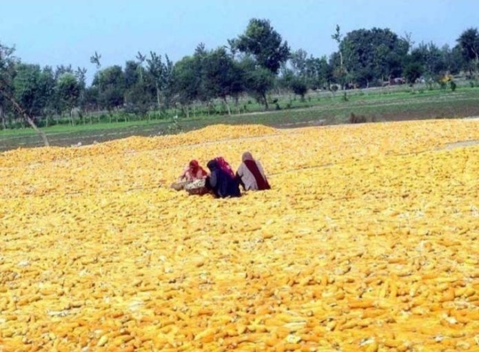 Thrilling developments in Pakistan's agriculture sector.

 Maize exports have risen to $324 million from July 2023 to February 2024, marking a staggering 195% increase from last year.
 
Kudos to SIFC, TDAP, and Punjab Agri Dept. for their collaborative efforts.

#SIFC
#pakistan