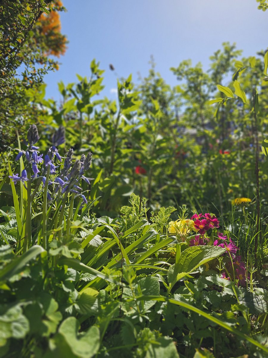 Incredibly, spring has managed to find Fife too.