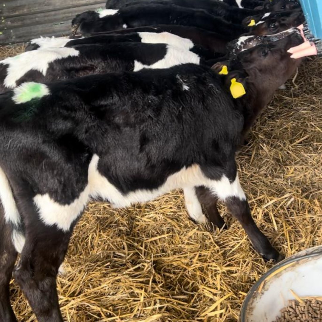 🐮 Join us at Bisterne Farms Open Day on May 22, 2024! 

Winner of the NMR RABDF Gold Cup, experience their innovative dairy farming techniques.
 
Register now: bit.ly/4df9X6r 
#FutureOfFarming #CalfChat #BisterneFarms 🚜