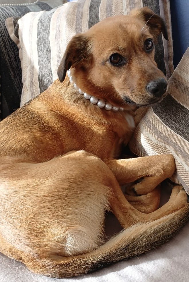 vine a ver a mi mamá y su Diana de Gales está usando collar de perlas😶