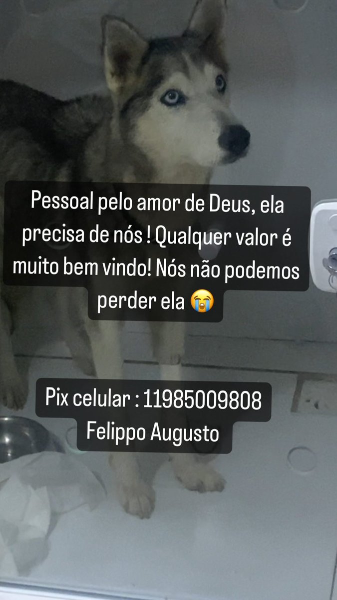 familiahuskys's tweet image. Pessoal, a prada está em estado grave e precisa fazer a cirurgia urgente ! Ela custa 3.800,00, pelo amor de Deus qualquer valor já nos ajuda a salvar a vidinha dela !! Nos ajude por favor