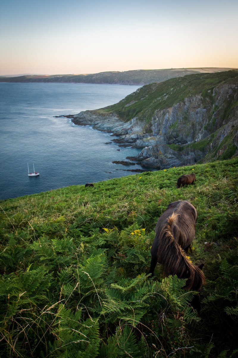 ryanleanstudio's tweet photo. This is some view if your one of the wild horses on Rame Head #photooftheday #cornwall #ramehead #thephotohour #nikon #mobilephotography https://t.co/PVTx3NBK8u