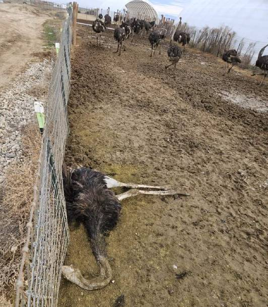 Whistleblower: Ostriches Were Beaten and Froze to Death on ‘Humane’ Farm, please sign/share the petition to help stop this cruelty, for me animals are #FriendsNotFood, since 1985 yet, when I was 14, there is no 'humane' slaughter anyway:
support.peta.org/page/66767/act…
@peta @PETAUK