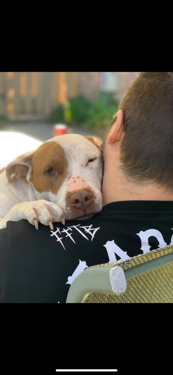 Moo always loved a good snuggle with her brother. 🥰❤️‍🩹🐶🌈🐾❤️ #dogs #dogsoftwitter #endBSL #adoptdontshop #moo #pitbullterrier #mypitbullisclingy